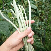 白豇豆种子西龙雪优美长条早熟高产抗病耐热耐湿