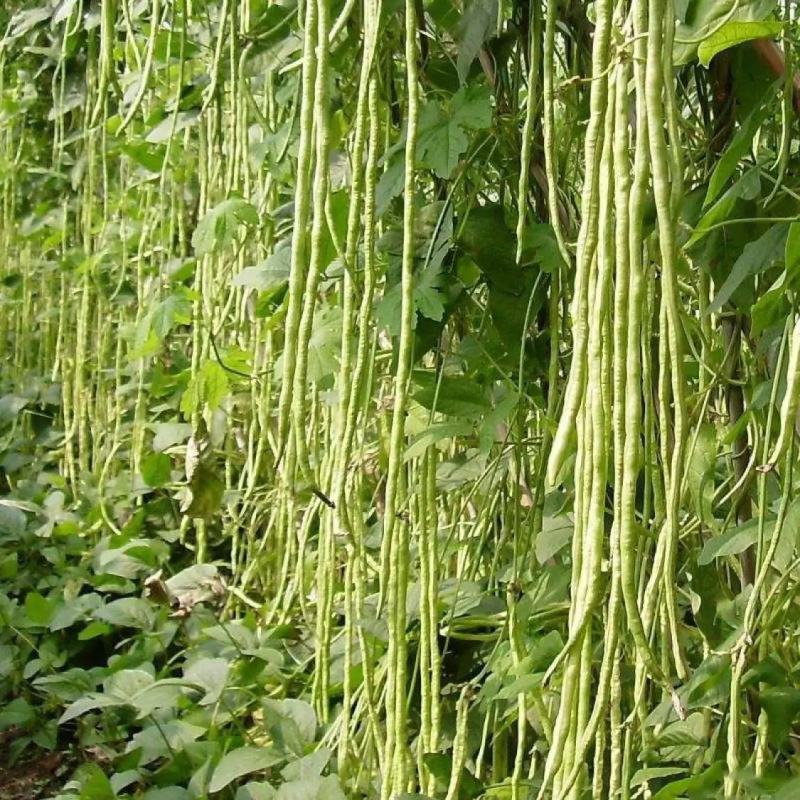 长豆角种籽江西袁豇一往情深豇豆种子翠绿色耐绿耐热春秋基地