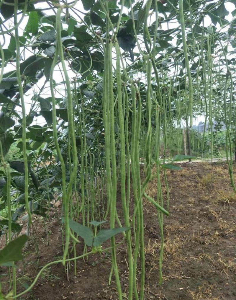 长豆角种籽江西袁豇一往情深豇豆种子翠绿色耐绿耐热春秋基地