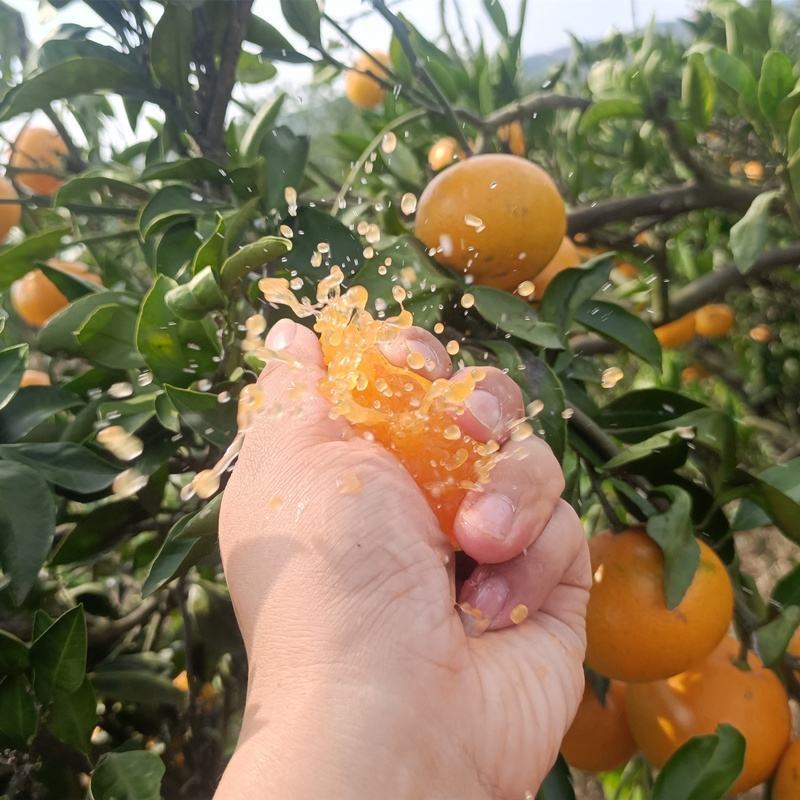 【精选】湖北高山蜜橘一手货源承接电商档口商超