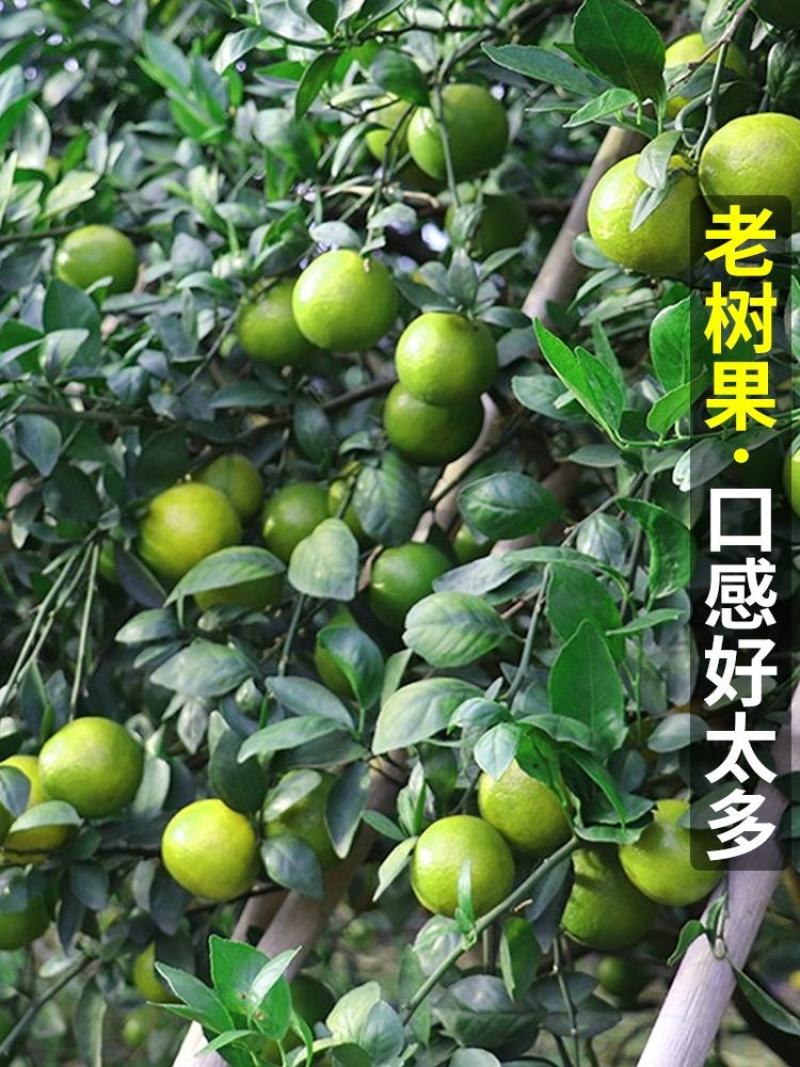 【精选】湖北高山蜜橘一手货源承接电商档口商超