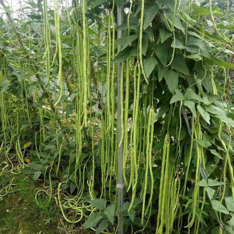 新时代无架豆种子早熟高产长豆角豇豆籽大田阳台盆栽