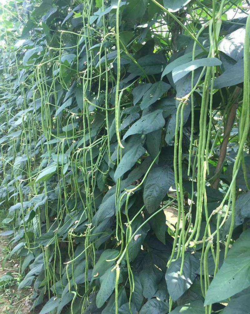 新时代无架豆种子早熟高产长豆角豇豆籽大田阳台盆栽
