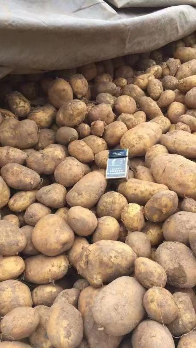 陇七陇十定西土豆甘肃临洮土豆产地直发