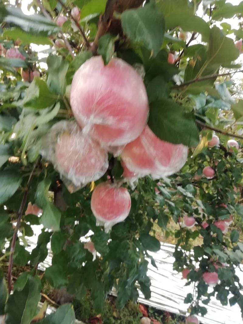 全红冰糖心