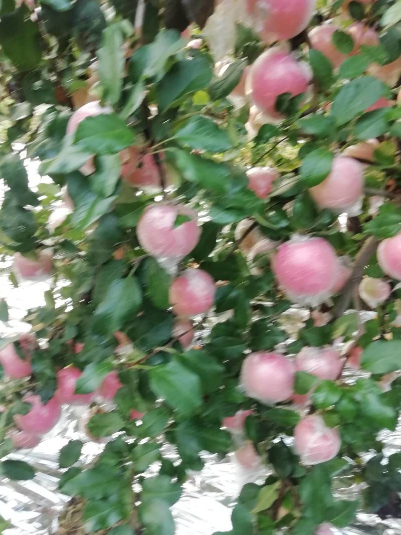 全红冰糖心