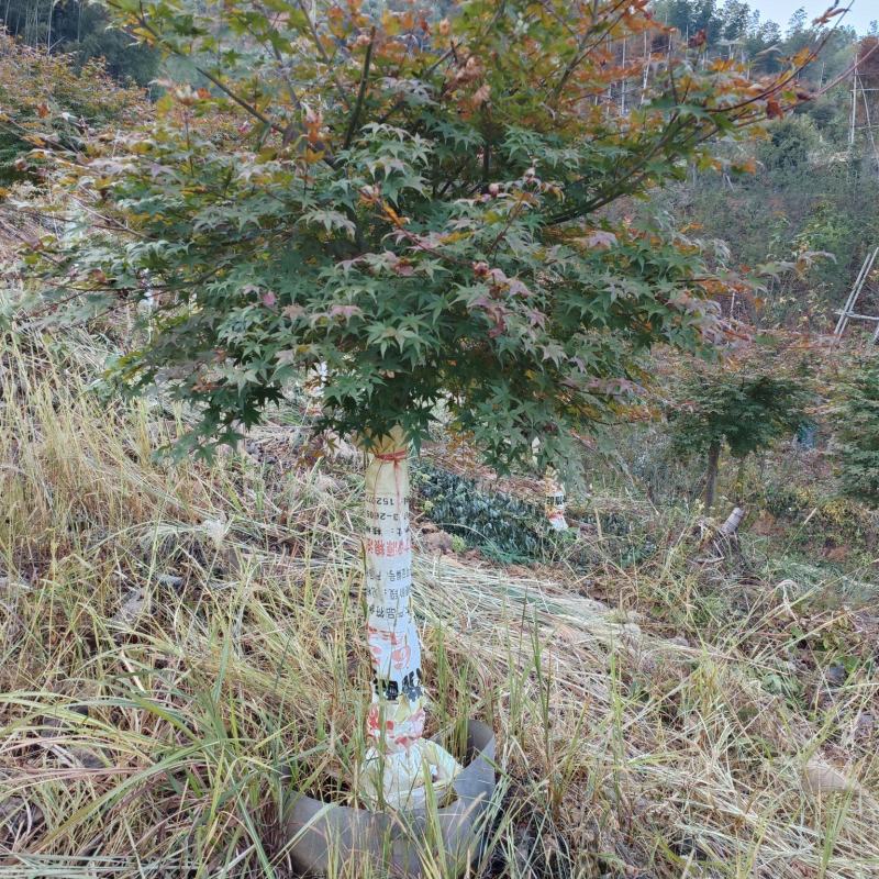 日本红枫红舞姬袋苗