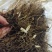 铃兰芽，电商专用款，全芽花卉绿植花苗办公室内盆栽