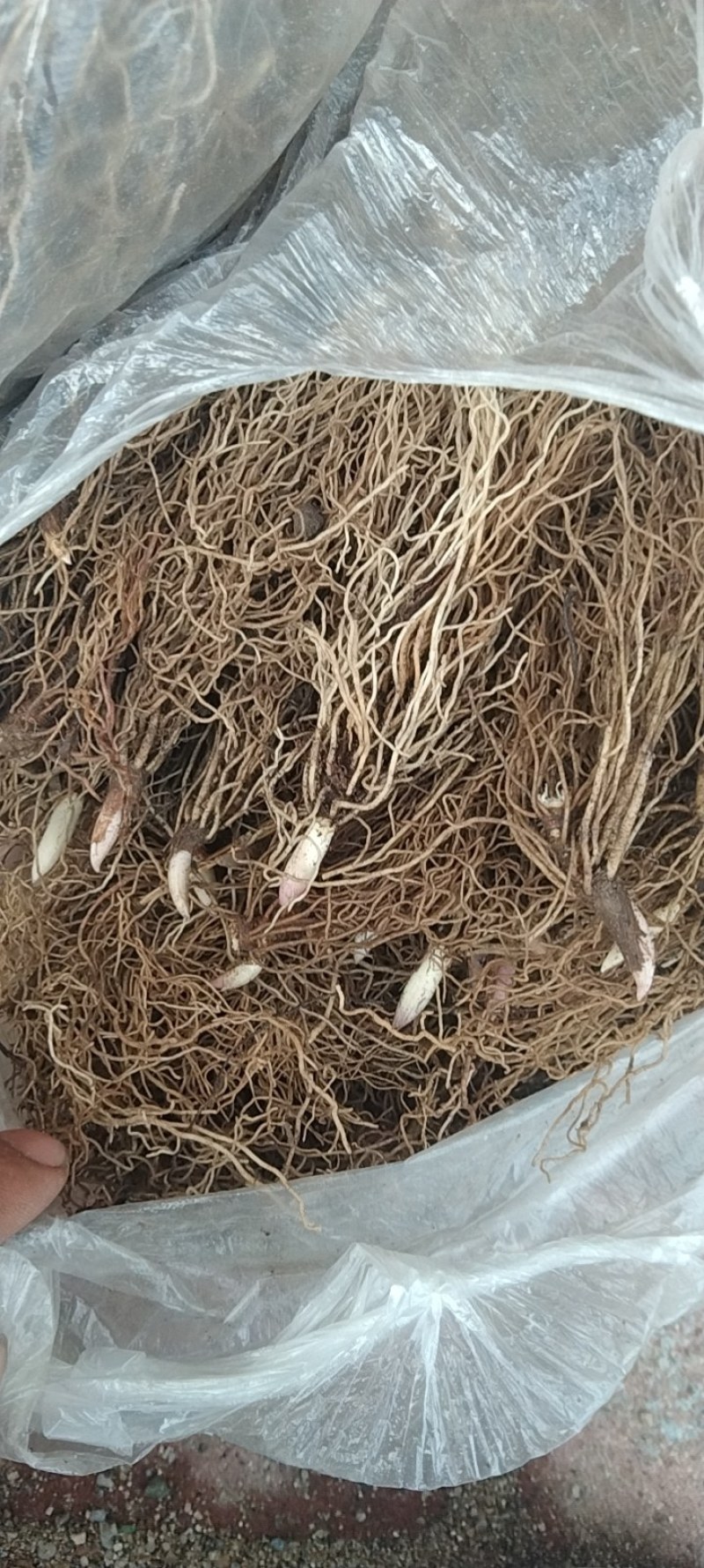 铃兰芽，电商专用款，全芽花卉绿植花苗办公室内盆栽