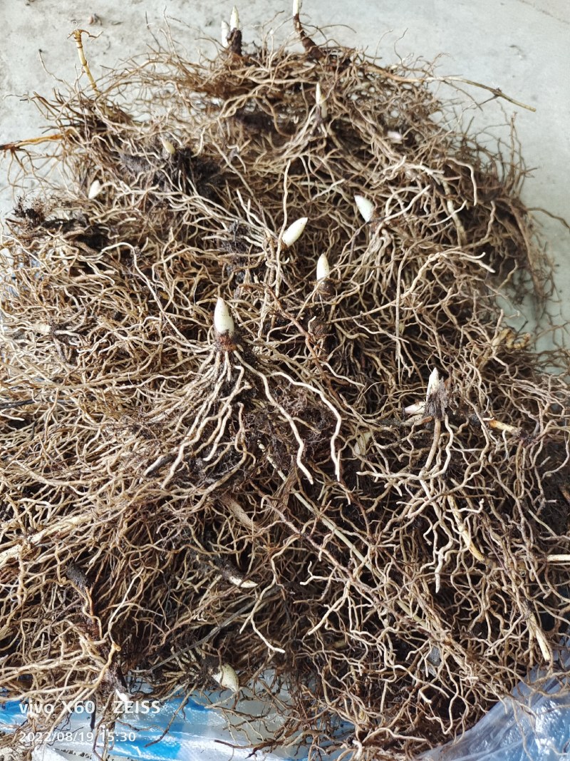 铃兰芽，电商专用款，全芽花卉绿植花苗办公室内盆栽