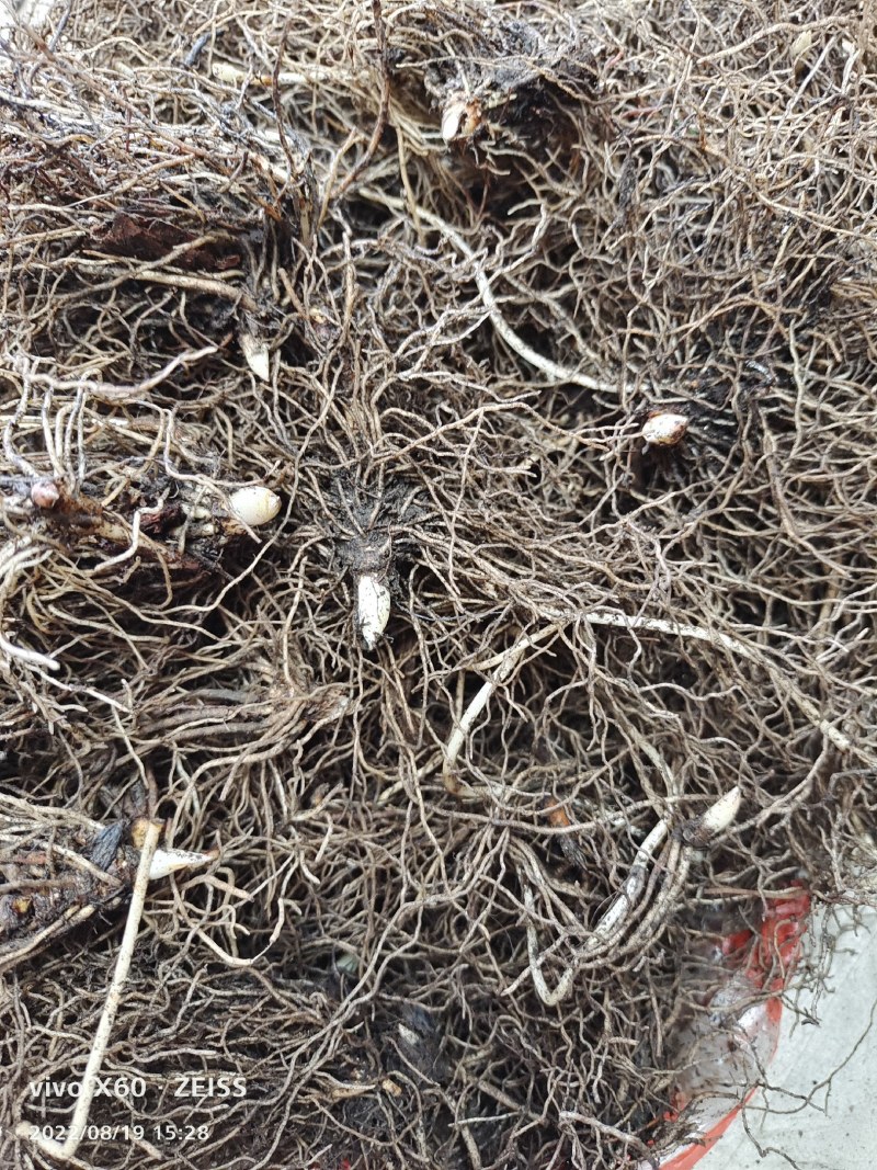 铃兰芽，电商专用款，全芽花卉绿植花苗办公室内盆栽