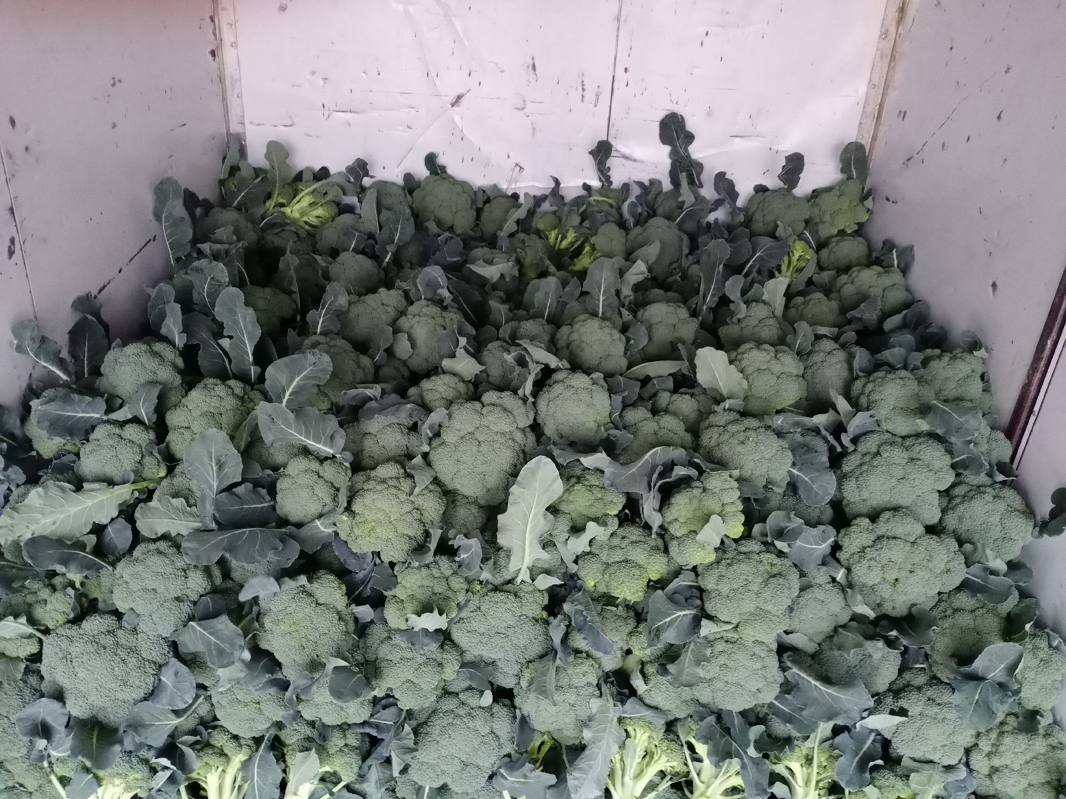 信息可视化设计:蓝白科技感背景,3D渲染西兰花主体,周围放射状分布4个彩色数据模块,分别标注'萝卜硫素激活Nrf2通路'、'GST酶活性提升2.3倍(Hepatology 2020)'、'槲皮素协同抑制NF-κB'、'中国疾控中心NAFLD干预证据',底部嵌入权威机构徽标,强调科学溯源 西兰花营养成分信息图:中心为三维立体西兰花模型,环绕标注'萝卜硫素↑2.3x''GST酶活性↑''NQO1蛋白↑''槲皮素协同'等动态箭头图标,底部列数据来源LOGO(USDA、CNKI、Hepatology)