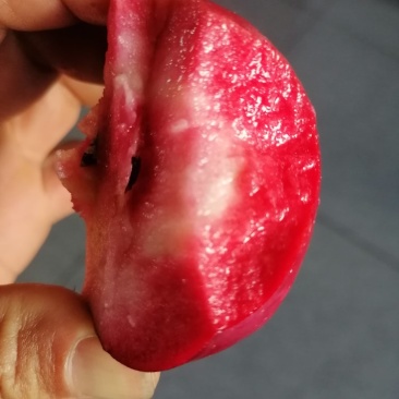 红肉苹果，产地中国辽宁丹东。花青素苹果，里外全红。