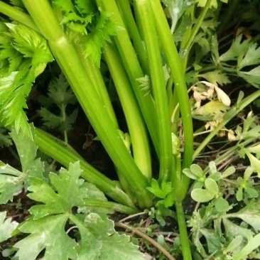 芹菜，皇后