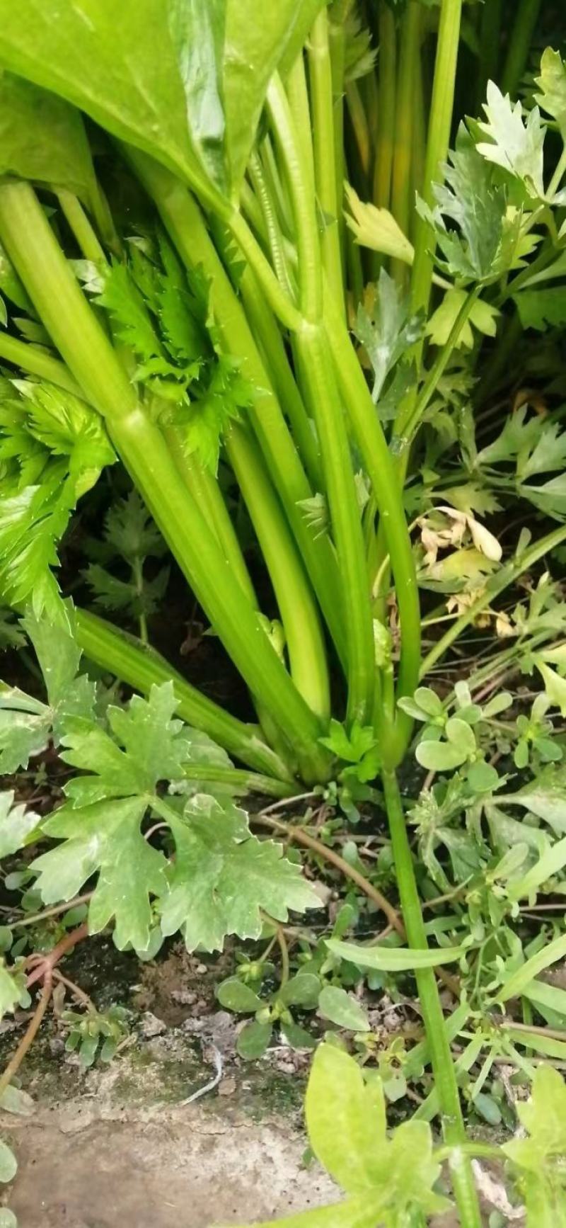芹菜，皇后