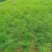 杜绝假货茴香种子茴香籽割茬茴香籽大扁秸菜籽蔬菜种子盆栽