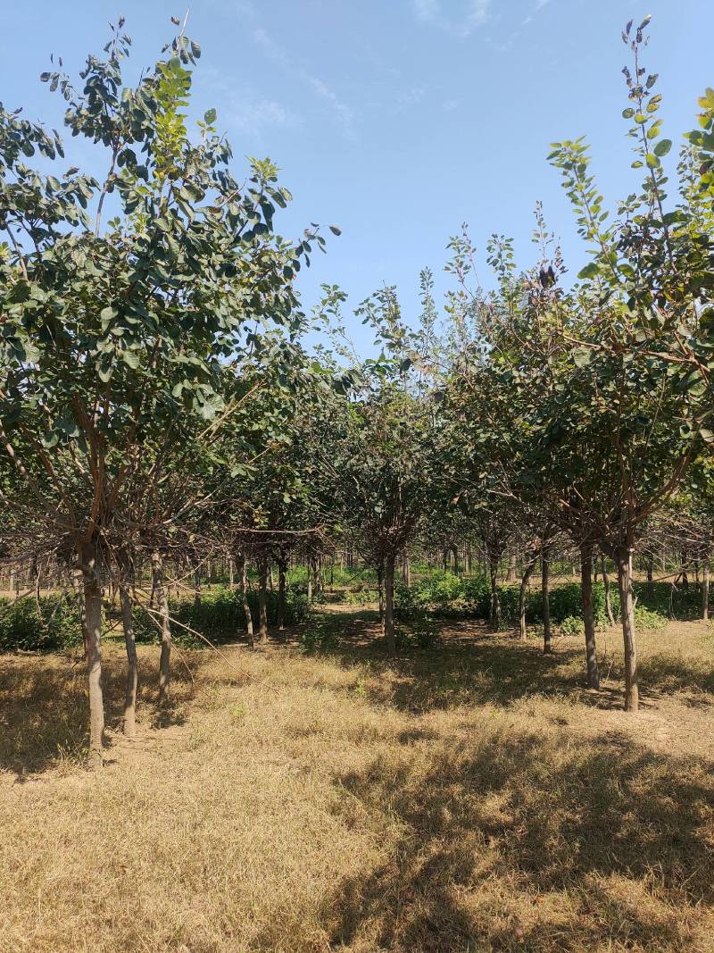 黄栌基地！5公分黄栌，6公分黄栌价位，7公分黄栌基地批发