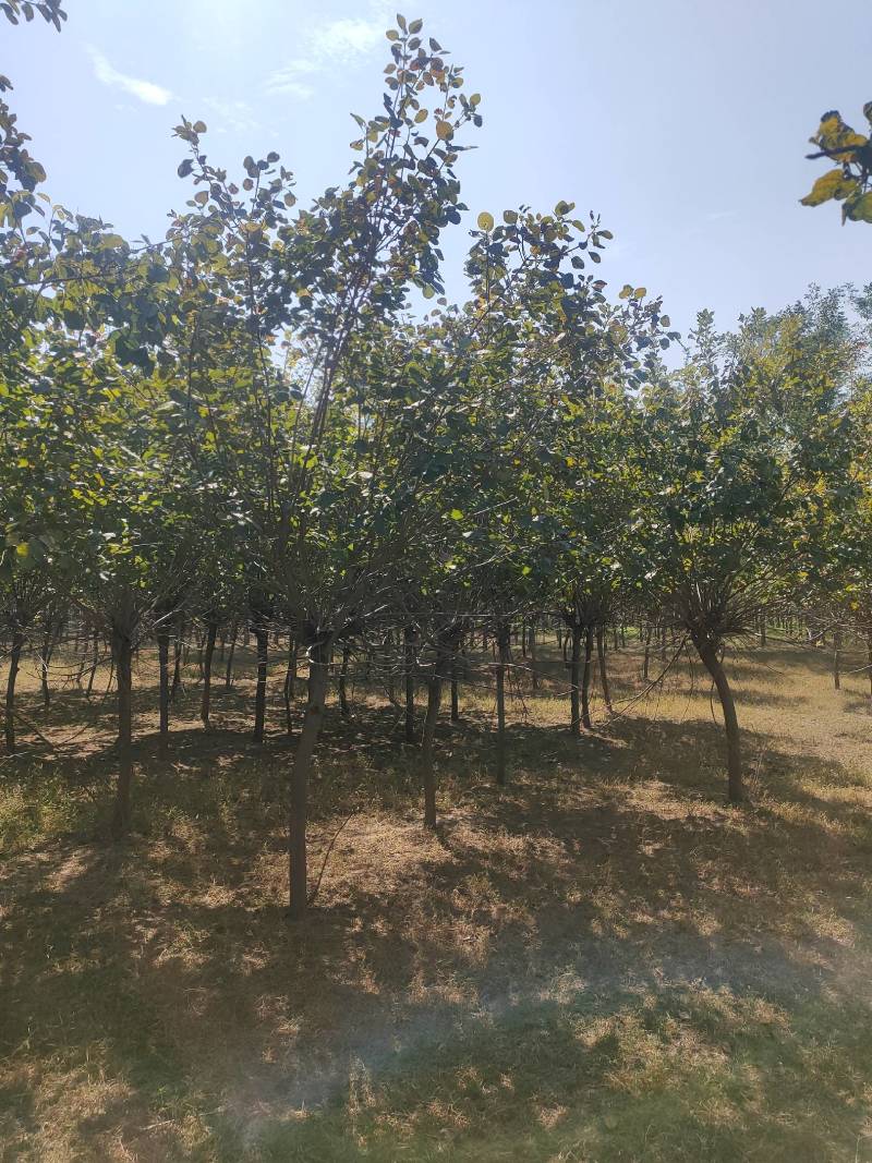 黄栌基地！5公分黄栌，6公分黄栌价位，7公分黄栌基地批发