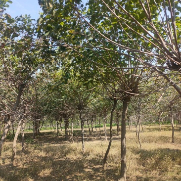 黄栌基地！5公分黄栌，6公分黄栌价位，7公分黄栌基地批发