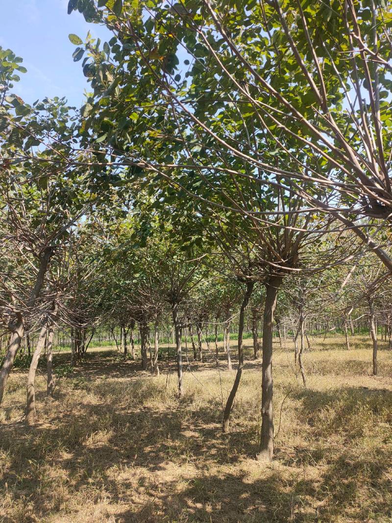 黄栌基地！5公分黄栌，6公分黄栌价位，7公分黄栌基地批发