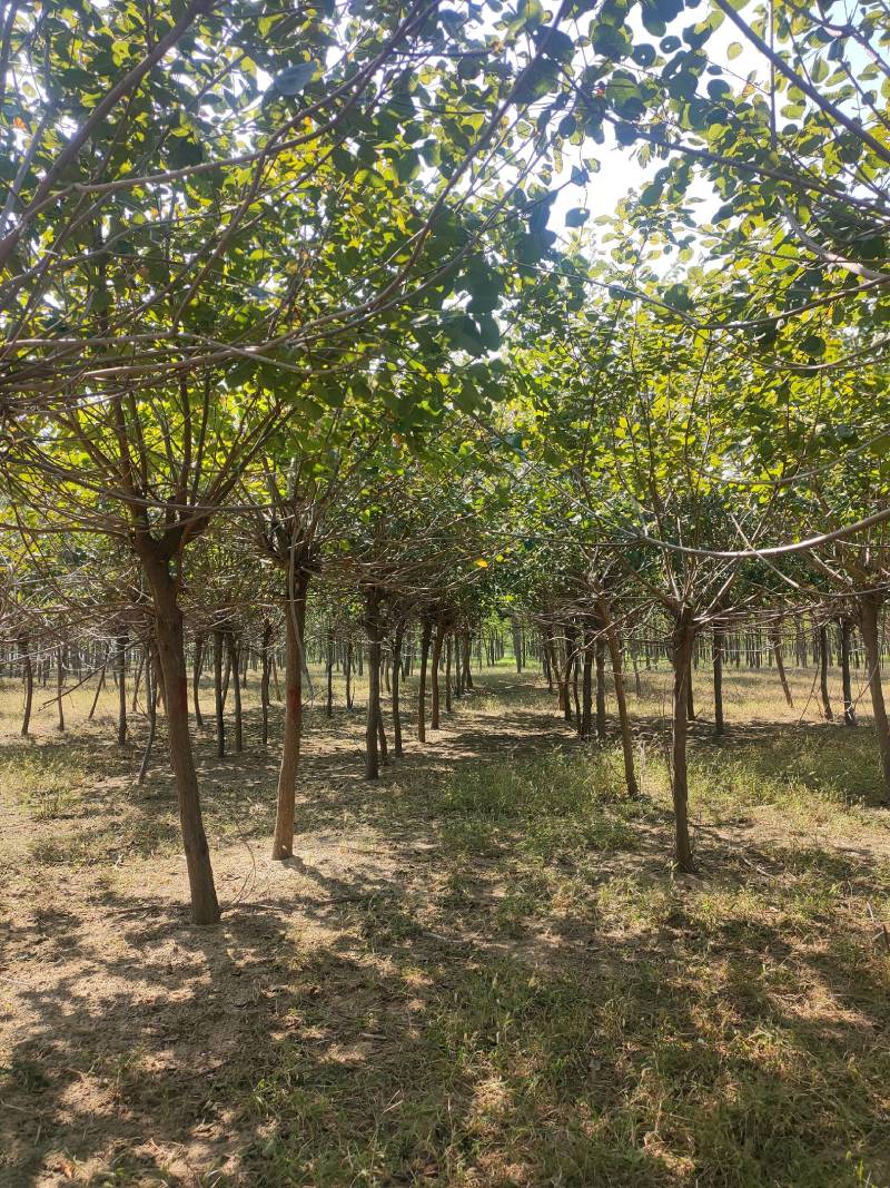 黄栌基地！5公分黄栌，6公分黄栌价位，7公分黄栌基地批发