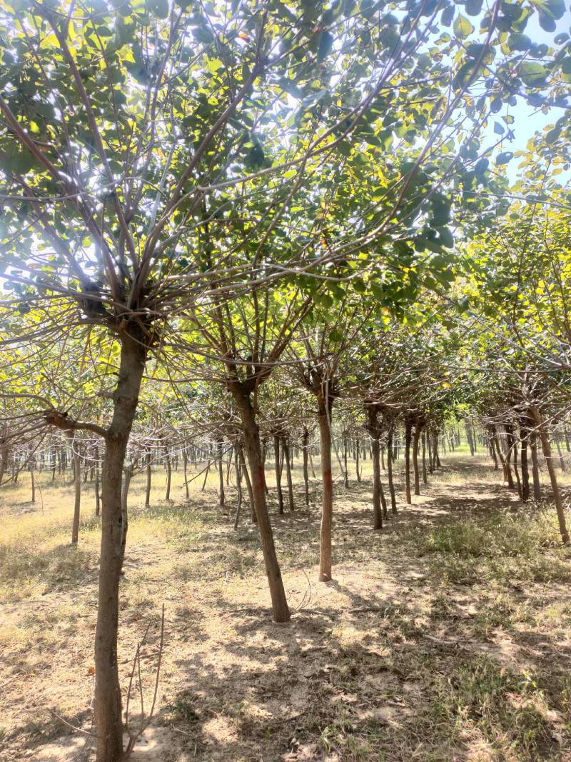 黄栌基地！5公分黄栌，6公分黄栌价位，7公分黄栌基地批发