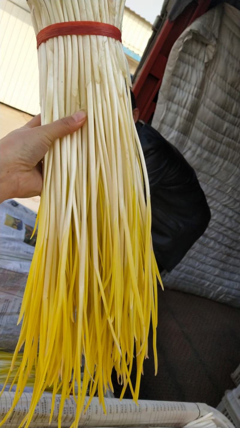 自家基地精品蒜黄，对接各商超市场电商平台强大团队物流！