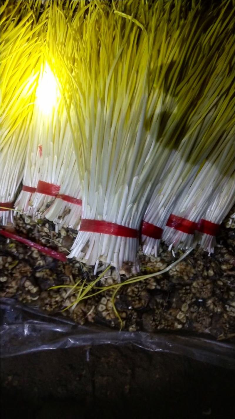 自家基地精品蒜黄，对接各商超市场电商平台强大团队物流！