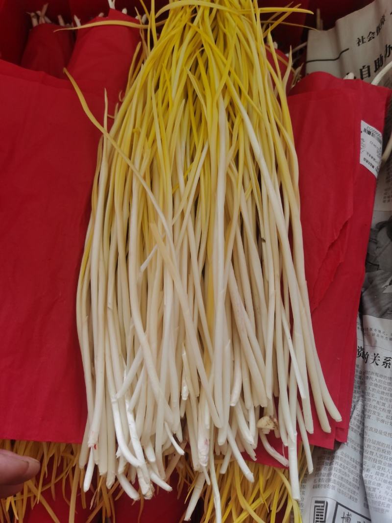 自家基地精品蒜黄，对接各商超市场电商平台强大团队物流！