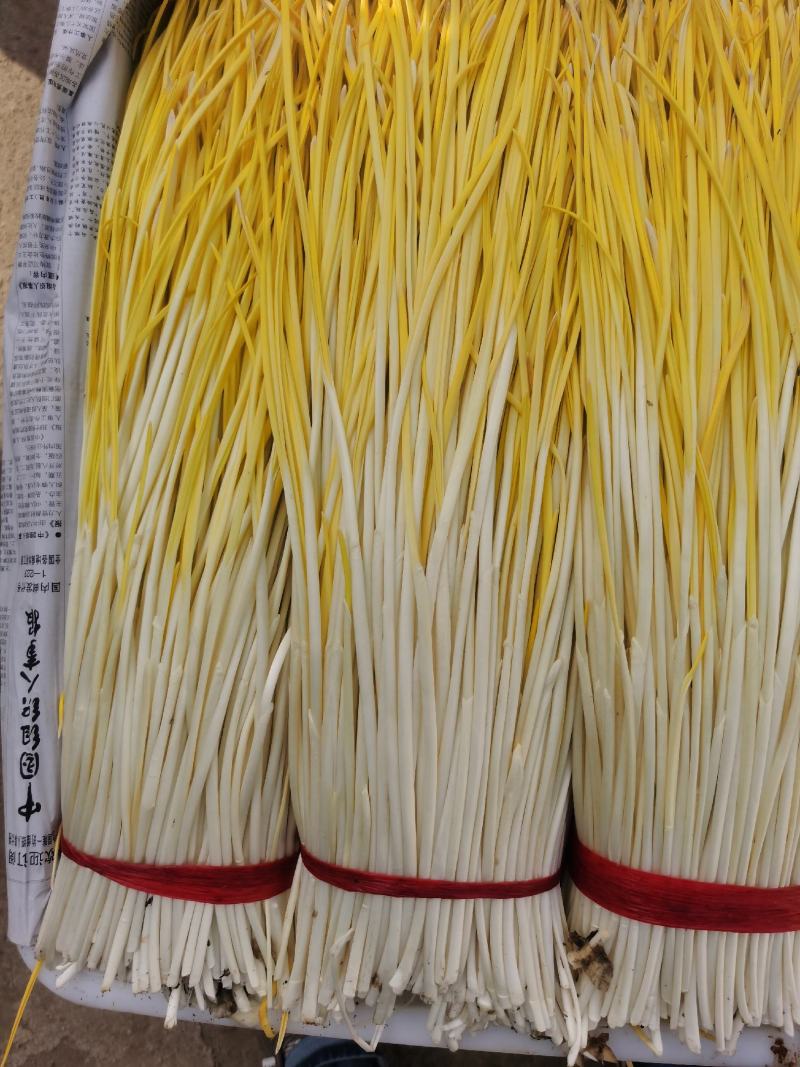自家基地精品蒜黄，对接各商超市场电商平台强大团队物流！