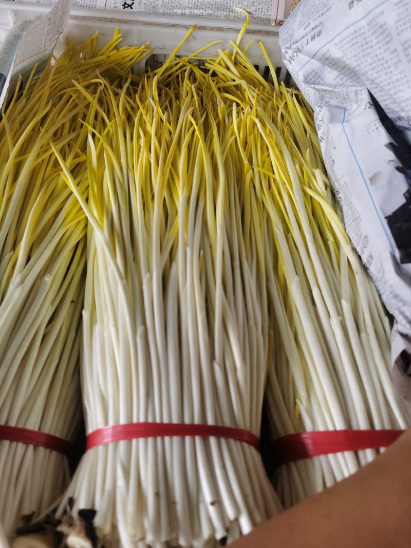 自家基地精品蒜黄，对接各商超市场电商平台强大团队物流！