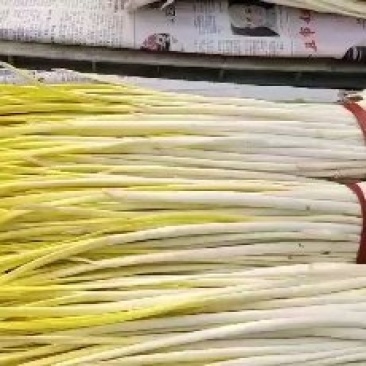 自家基地精品蒜黄，对接各商超市场电商平台强大团队物流！
