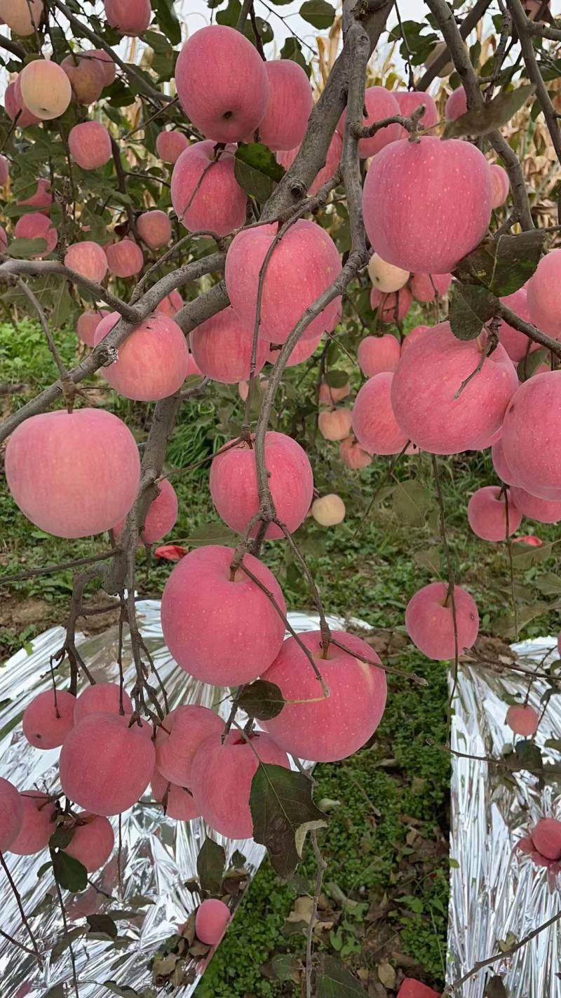 高塬新富士苹果上市