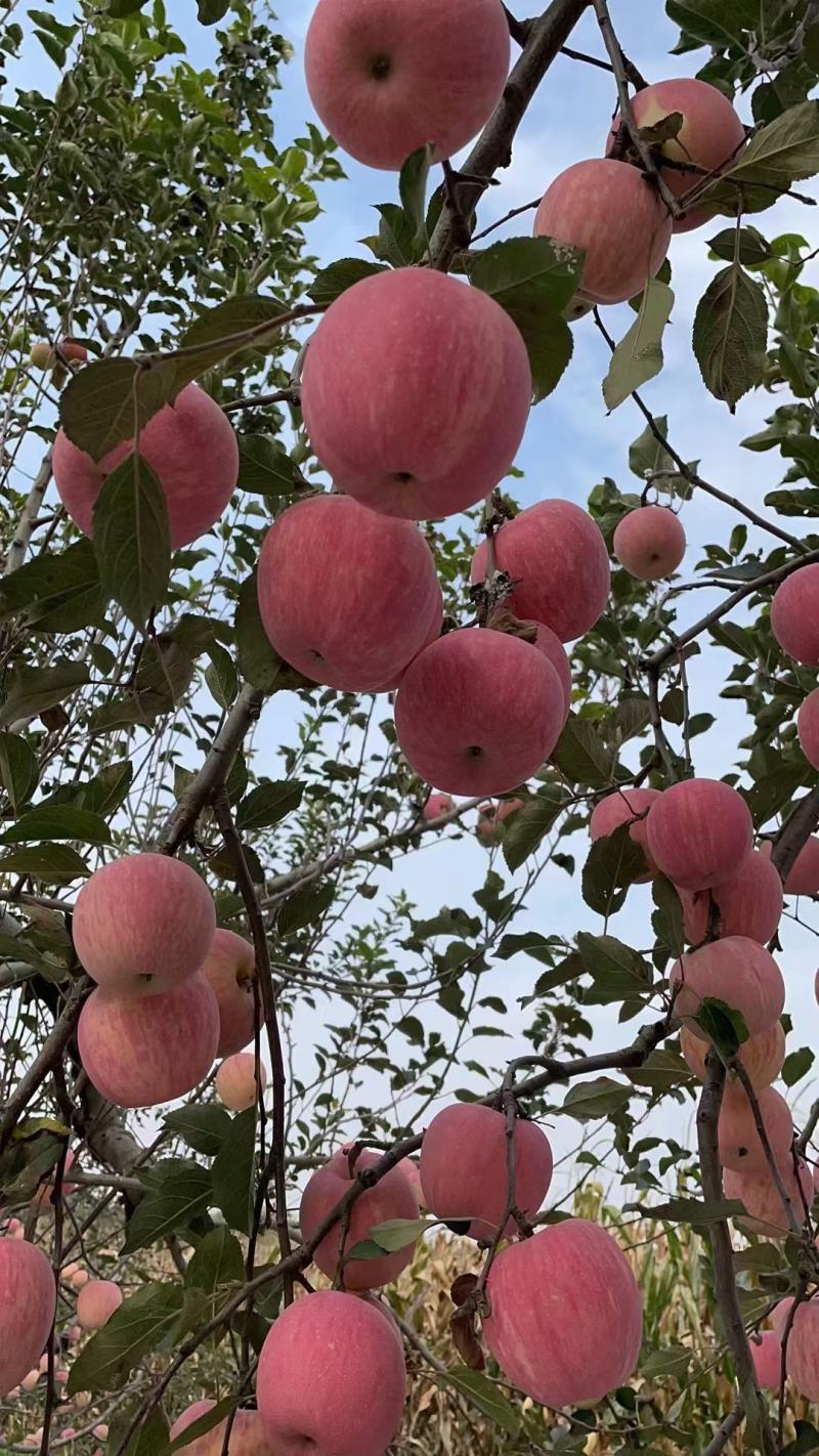 高塬新富士苹果上市