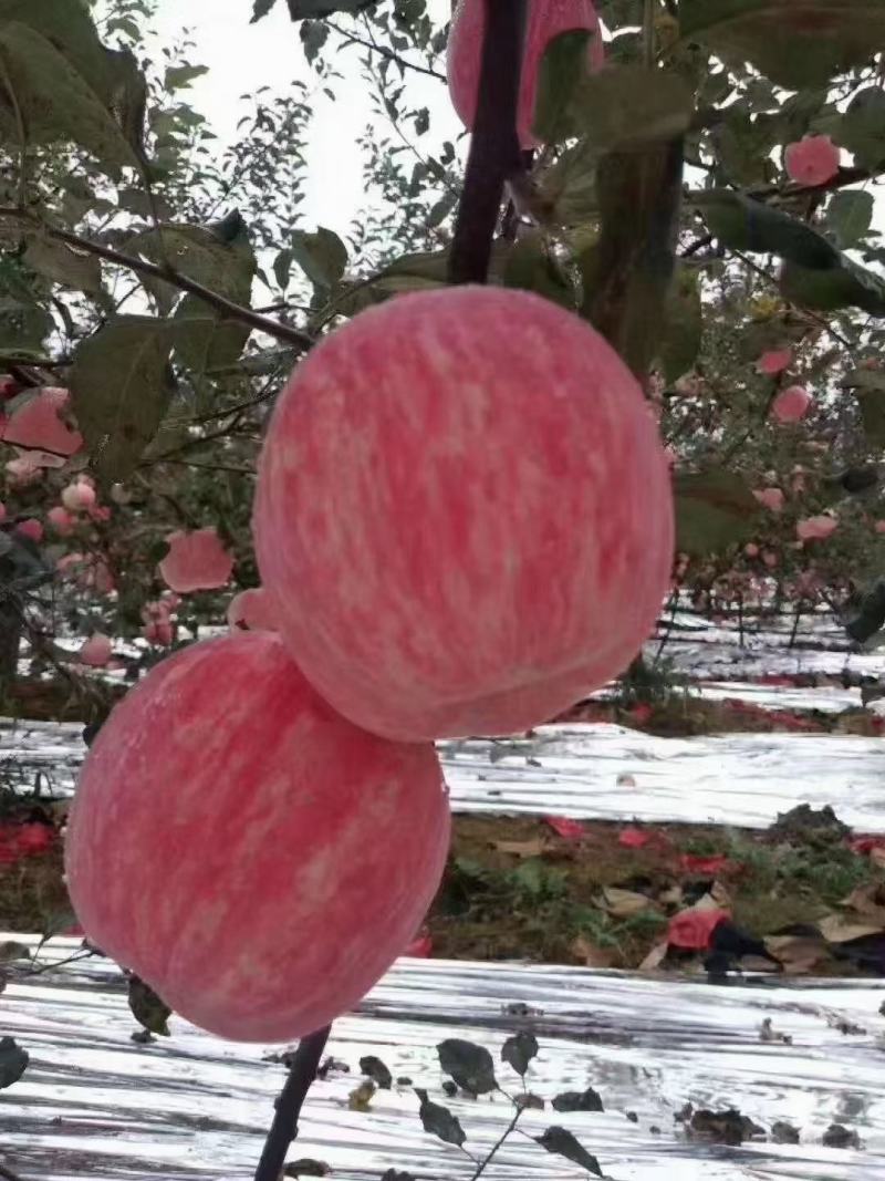 高塬新富士苹果上市