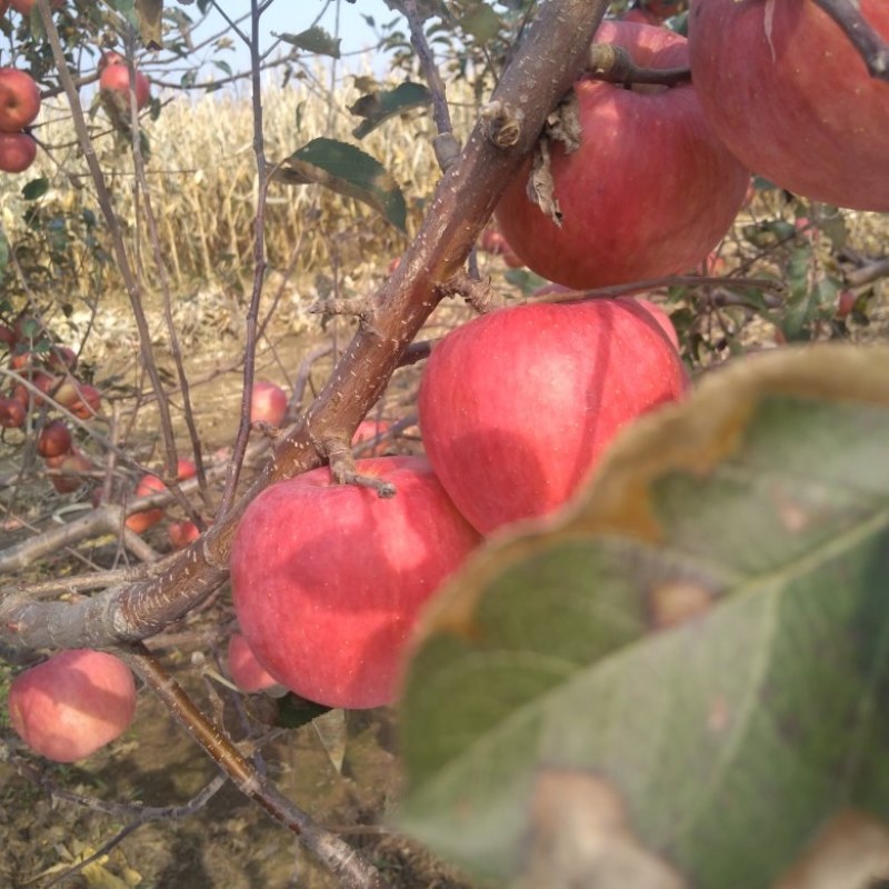 辽宁锦州凌海市韩富苹果大量上市