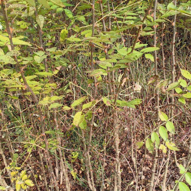 花椒苗狮子头
