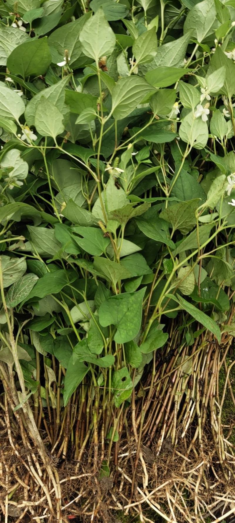 鱼腥草折耳根狗节耳凉拌菜狗耳菜