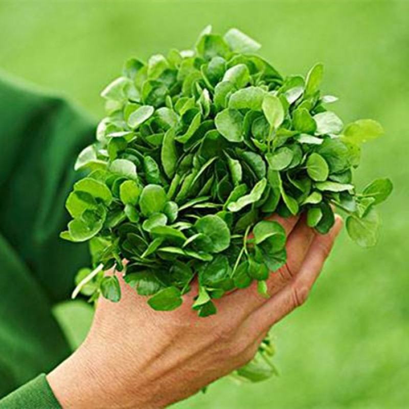 西洋菜种子，1000粒
