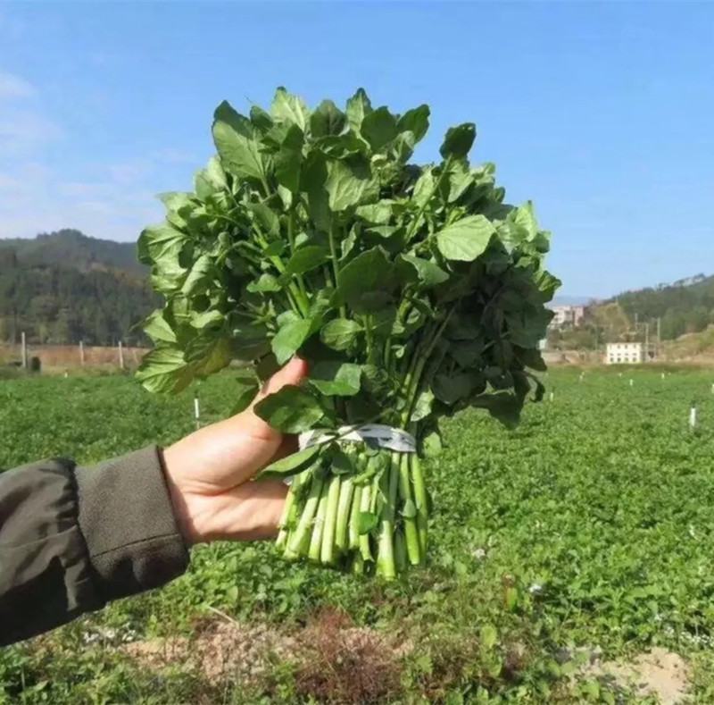 西洋菜种子，1000粒