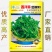 西洋菜种子，25克，0.3克1000粒，两袋一亩地