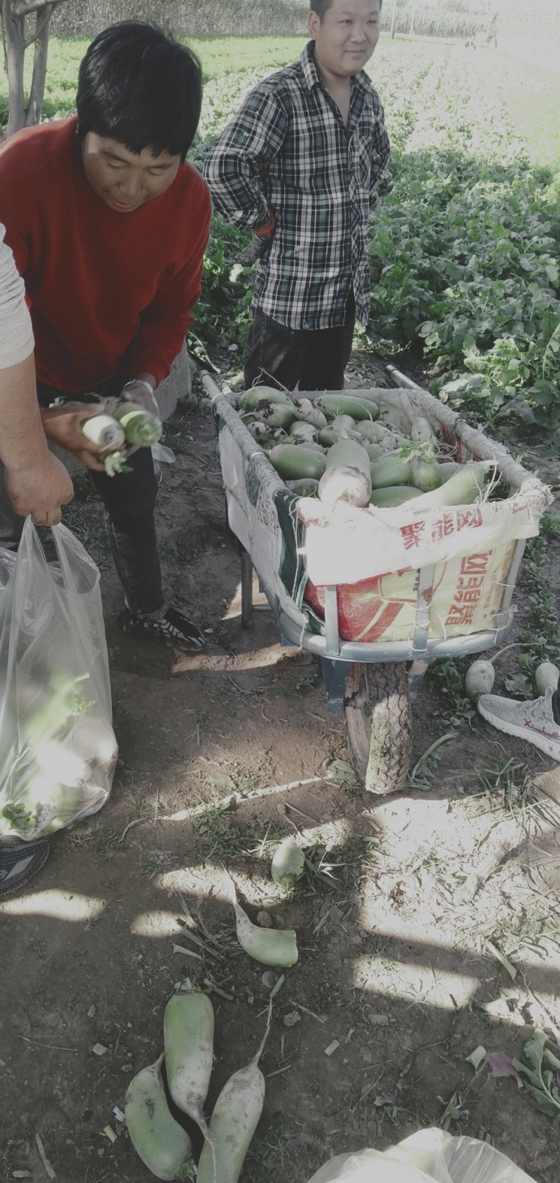 本基地大量批发白萝卜，清脆可口，优质的白萝卜。已经上市。