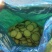 山东青岛莱西大量供应水果萝卜