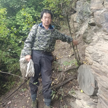 陕西秦岭野生土蜂蜜，百花蜂蜜，优质好蜜，