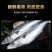 深海新鲜大鲅鱼鲜切鲅鱼段无冰鲅鱼块特大鲐鲅鱼燕鲅鱼马鲛鱼