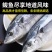 深海新鲜大鲅鱼鲜切鲅鱼段无冰鲅鱼块特大鲐鲅鱼燕鲅鱼马鲛鱼