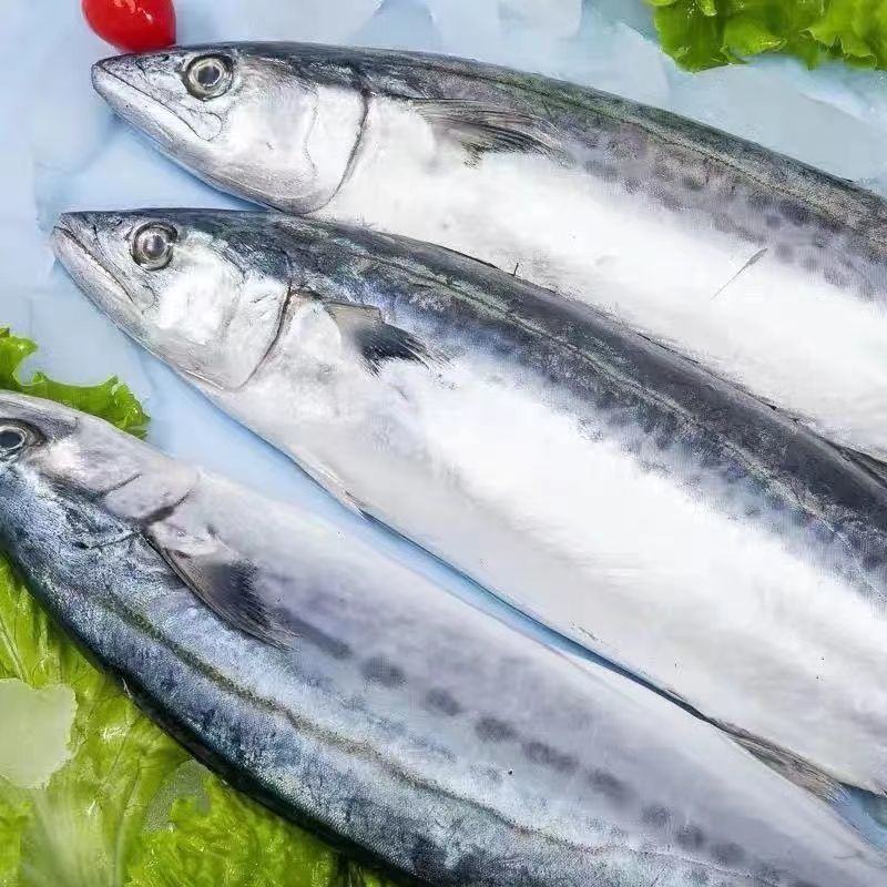 深海新鲜大鲅鱼鲜切鲅鱼段无冰鲅鱼块特大鲐鲅鱼燕鲅鱼马鲛鱼