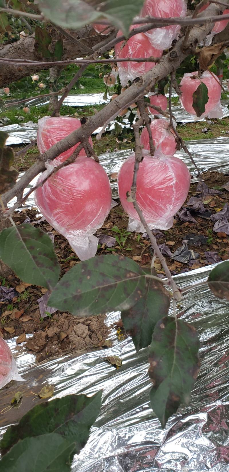 【纸加膜片红】山西万荣纸加膜红富士新鲜上市