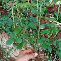 云南玫瑰月季绣球苗，老桩苗，基地种植一手优质货源