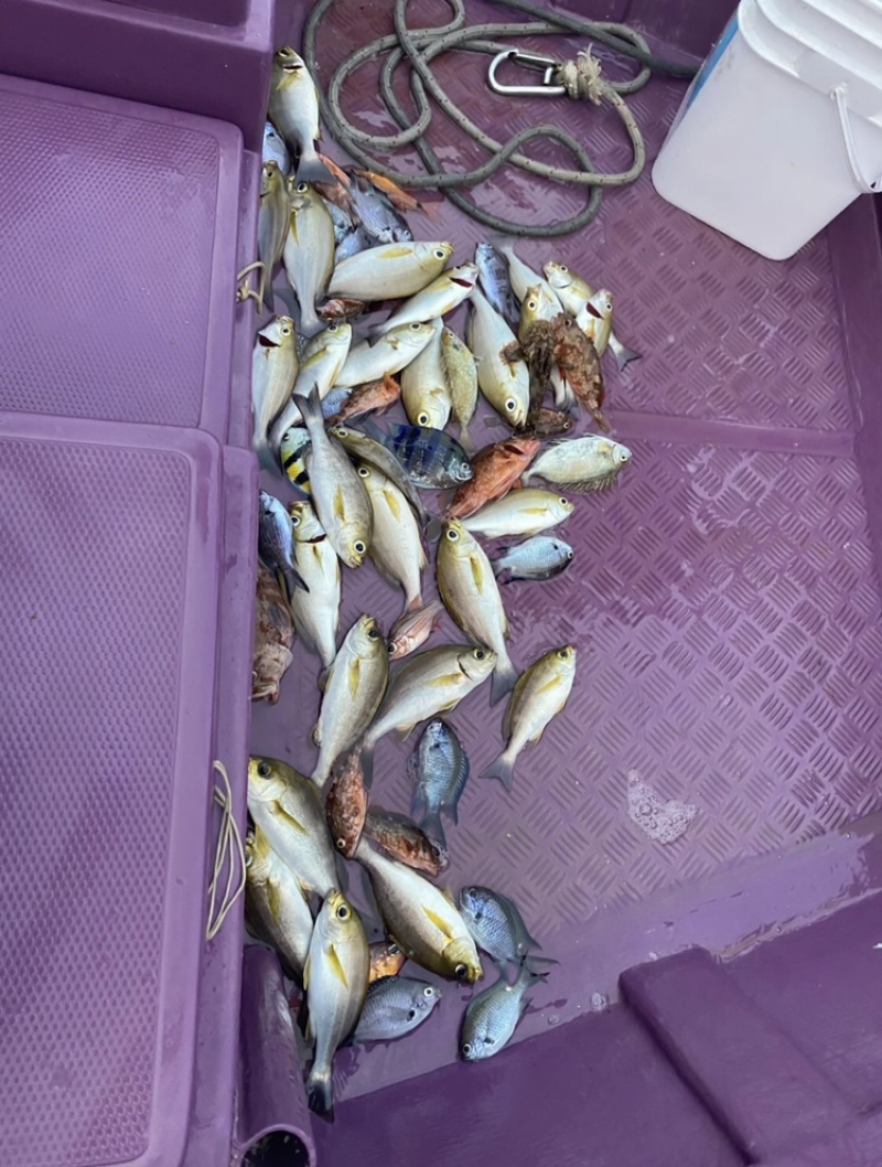 批发零售团购各种大杂鱼中杂鱼小杂鱼可挑捡